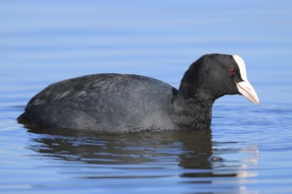 Eurasian Coot, Fulica atra