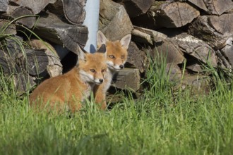 Red fox, Vulpes vulpes, juvenile