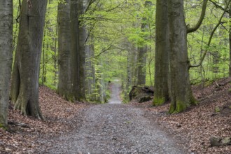 Walking path through the woods of Watermael-Boitsfort, Brussels, Belgium, Europe