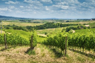 Vine plantations and farmhouse in Toscana, Italy, Europe