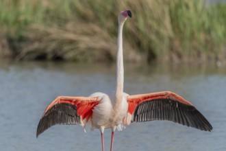 Greater Flamingo in courtship (Phoenicopterus roseus) in a swamp in spring. Saintes Maries de la