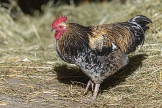 Free-ranging barnyard rooster with colorful plumage, outdoor breeding. Bas-Rhin, Collectivite