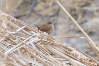 Wren bird on a branch (Troglodytes troglodytes) Wildlife. Eurasian wren