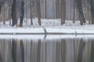 Gray heron, Winter lake scene reflecting