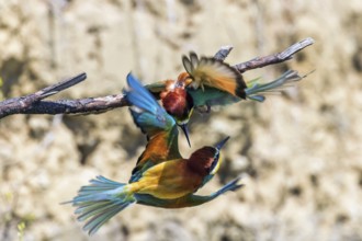 European Bee Eater In Flight (Merops Apiaster)