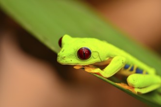 Red-eyed tree frog