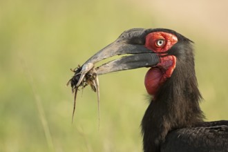 Close up of a Southern Ground Hornbill carrying snakes and other reptiles in the beak to the nest