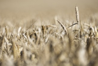 Ripe, golden ears of wheat stand close together in a sun-drenched cornfield, Coxhill,