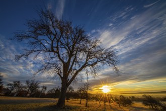 Sunrise, meadow orchard, winter