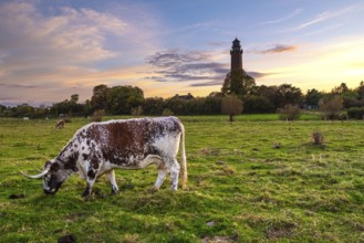Behrensdorf lighthouse at sunset with grazing cows in the meadow in the foreground. Beautiful