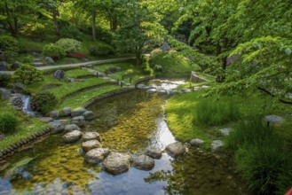 High angle View of fast stream flowing into a larger stream and azalea bushes in red blooms and
