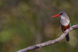 Grey-headed Kingfisher, Grey-headed Kingfisher, Tendaba camp / Tendaba photo hid, Kwinella, South