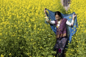 Rajasthani woman flying dupatta in Mustard crop at rajasthan India MR#786