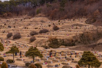 Gadeok-myeon, South Korea, January 26, 2020: Landscape of graves covered with dry brown grass at
