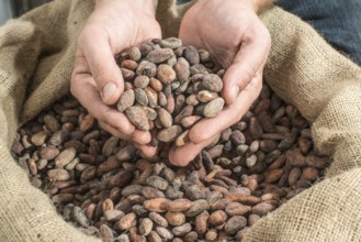 Hand holds cocoa beans in a bag