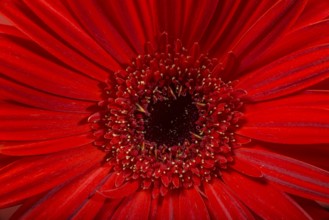 Red Gerbera flower blossom