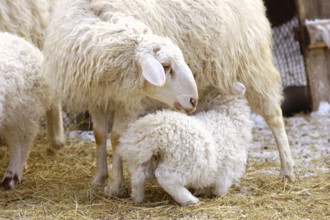 A female sheep feeds its suckling lamb
