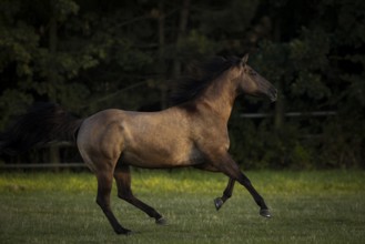 Quarter Horse mare galloping in the pasture, Austria, Europe