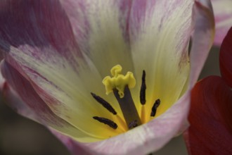 Close-up of a tulip flower with coloured petals and yellow pistil, weseke, münsterland, germany
