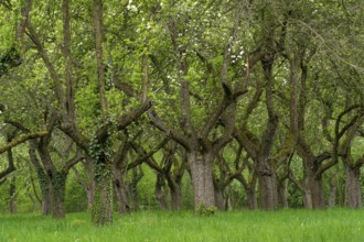 Cherry orchard. Tree trunk cherry in a row. Cherry trees alley