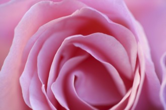 Pink rose flower macro crop detail in soft light
