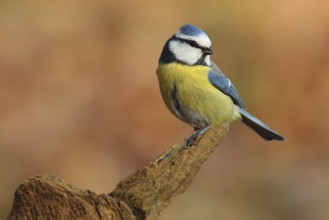 Blue Tit, Cyanistes caeruleus