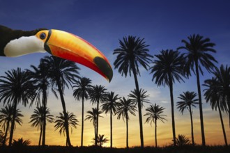 Toco toucan bird from Brazil in tropical palm tree sunset sky
