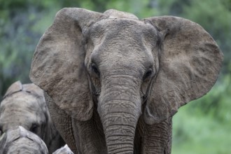 Elephant (Loxodonta africana), Qwabi Private Game Reserve, Biosphere Reserve, Limpopo, South