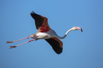 Pink flamingo, Phoenicopterus roseus, flies, Camargue, France, Europe