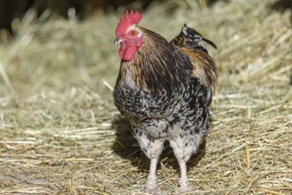 Free-ranging barnyard rooster with colorful plumage, outdoor breeding. Bas-Rhin, Collectivite