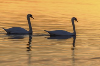 Mute swan (Cygnus olor) silhouette in the water at sunset. Bas-Rhin, Alsace, Grand Est, France,