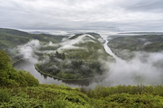 The Saarschleife in Mettlach is covered in fog in the morning in spring, Germany, Europe