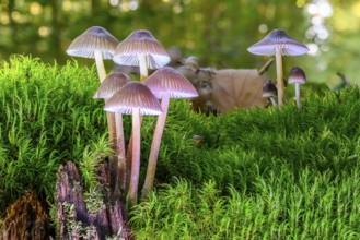 A view of a beautiful mushroom in the forest with green moss in nice light