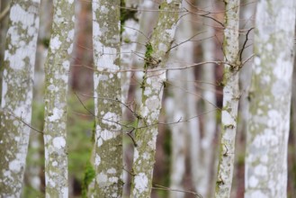 An image of a forest trunks background