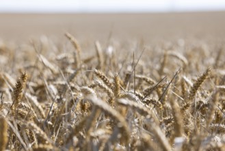 Wide wheat field with golden shining ears in summer atmosphere, Coxhill, Shepherdswell, Dover,