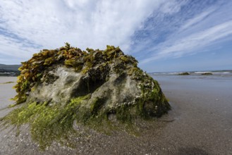 Rocks overgrown with seaweed and aquatic plants on the beach at the edge of Snowdonia National