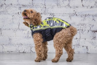 Small funny dog of brown colour with curly hair of toy poodle breed posing in clothes for dogs.