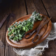 Aromatic oregano (Origanum vulgare)