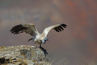 Cape Vulture, also cape griffon (Gyps coprotheres), Giant's Castle Hide, KwaZulu-Natal, South