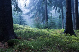 Evergreen forest near Masserberg, Schiefergebirge, Germany, Europe