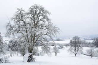 Orchard meadow, winter, snow
