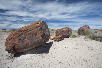 Petrified trees, Petrified Forest National Park, Arizona, USA, North America