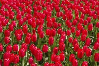 Background of beautiful red tulips in a park