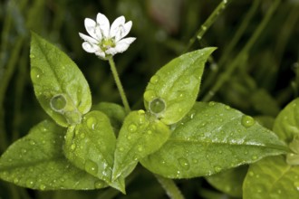 Moehringia trinervia, Moehringia trinervia, Three-nerved Sandwort