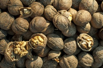 Walnuts in shell. Some of them broken