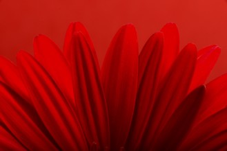 Red Gerbera flower blossom