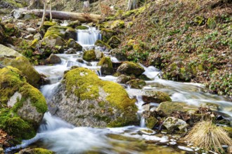 A view of the Wurmbach in the Harz near Thale in spring