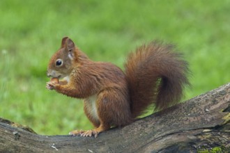 Squirrel holding nut in hands standing on tree trunk looking left