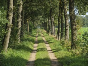 A rural path with trees to the left and right in a quiet, sunny neighbourhood, bredevoort,