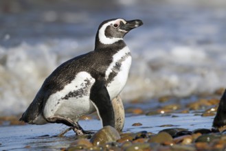 Magellanic Penguin, Spheniscus magellanicus, Patagonia, Argentina, South America